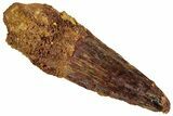 Fossil Spinosaurus Tooth - Real Dinosaur Tooth #324876-1